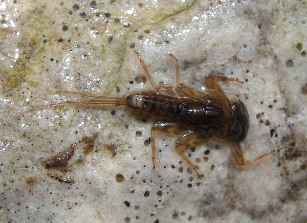 Ecdyonurus sp.